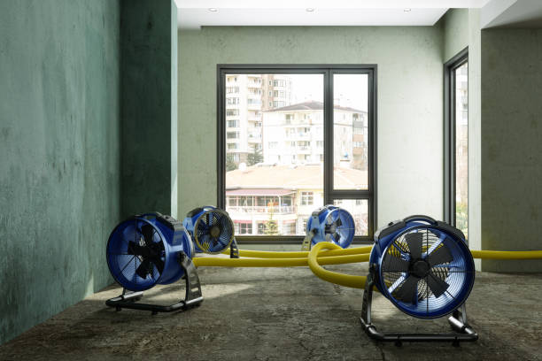 Best Mold removal after water damage  in Woodson Terrace, MO